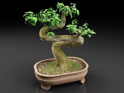 Bonsai Plant with Twisted Trunk and Green Foliage in Ceramic Pot with Feet 3d model