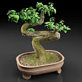 Bonsai Plant with Twisted Trunk and Green Foliage in Ceramic Pot with Feet