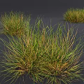 Natural Wild Grass Clumps In Group With Green And Yellow Foliage Growing