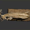 Spotted Deer Taxidermy With Large Antlers On Stone Base Against Dark Background