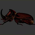 Rhinoceros Beetle With Large Horn Red Black Shiny Exoskeleton And Body Details On Dark Background
