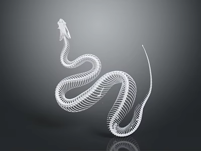 Detailed 3D Snake Skeleton Structure on Gray Background with White Bone Rendering 3d model