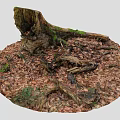 Tree Stump Covered with Green Moss Surrounded by Fallen Leaves and Dead Branches