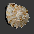 Brown And White Conch Shell With Spiky Edges And Textured Surface On Dark Background