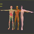 Human Body Models Skeleton With Organs Muscle Structure And Hair Details Arms Extended In Gray Background