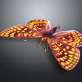 Vibrant Red And Yellow Butterfly With Spotted Wings On Dark Background