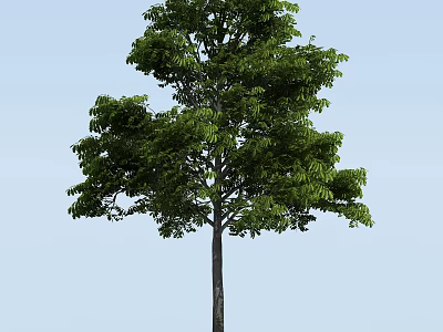 Tall Arbor with Lush Green Foliage and Strong Trunk Against Blue Sky 3d model