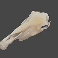 Beige Animal Skull With Detailed Bone Structure Isolated On Black Background 3d model