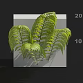 Green Ferns Displayed on White Cube with Black Background and Measurement Scale