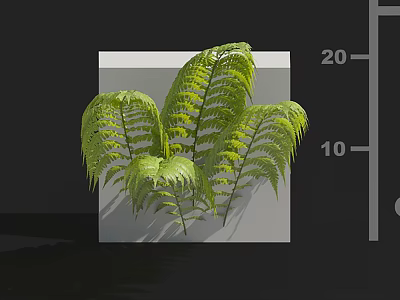Green Ferns Displayed on White Cube with Black Background and Measurement Scale 3d model