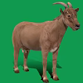 Brown Goat With Curved Horns Standing On Green Background Full Body View