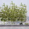 Lush Green Bamboo Plants in Decorative Planter with Stones and Small Plants