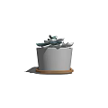 Various Succulent Plants in Rectangular White Planter with Wooden Base for Indoor Decor