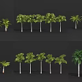 Various Tropical Trees with Lush Green Foliage for Garden Landscaping Projects