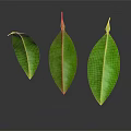 Three Vibrant Green Leaves Displayed With Reflection On Dark Background