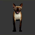 Siamese Cat With Brown And White Fur Blue Eyes Standing On Gray Background With Reflection