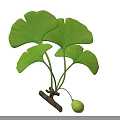 Vibrant Green Ginkgo Leaves On Branch With Small Green Fruit