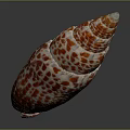 Aquatic Animal Elongated Shell With Red And White Spots Isolated On Dark Background
