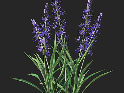 Beautiful Purple Flowers With Tall Stems And Green Leaves On Black Background 3d model