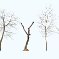 Four Bare Arbor Trees With Various Trunk And Branch Shapes On White Background