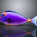 Vibrant Purple Tropical Fish With Blue Edges Orange Spots And White Tail On Gray Background