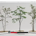 Modern Tree Landscape Tree 3d model