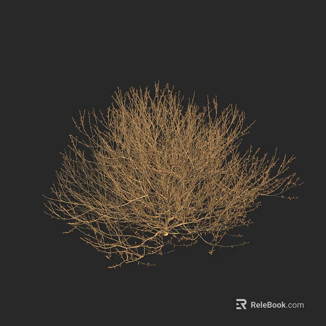 Dry Leafless Shrub With Thin Twiggy Branches Against Black Background 3d model
