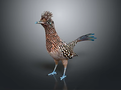 Crested Brown And White Bird With Blue Legs And Spread Tail On Dark Background 3d model