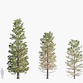 trees big trees pine trees landscape trees 3d model