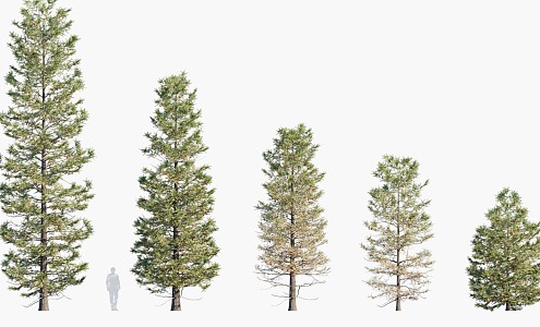 trees big trees pine trees landscape trees 3d model