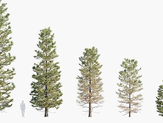 trees big trees pine trees landscape trees 3d model