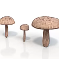 Three Mushroom Plants with Brown Spotted Caps and Stems in Various Sizes on White Background