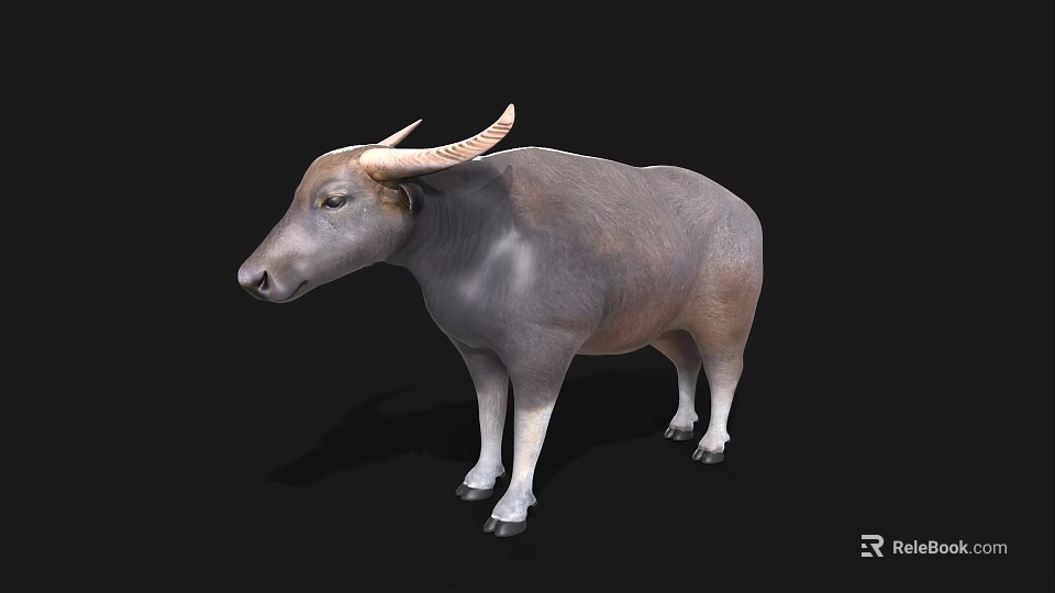 Water Buffalo With Curved Horns Gray And Brown Coat Standing Against Black Background 3d model 