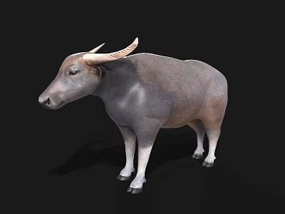 Water Buffalo With Curved Horns Gray And Brown Coat Standing Against Black Background 3d model