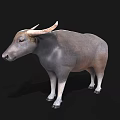 Water Buffalo With Curved Horns Gray And Brown Coat Standing Against Black Background
