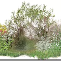Ornamental Shrubs with Colorful Flowers and Decorative Grasses in Garden Landscape Design