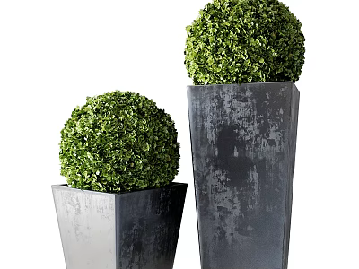 Green Boxwood Ball Topiaries In Square Concrete Planters For Garden Decor 3d model