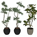 Bonsai Potted Plants in Black and Beige Ceramic Pots Various Leaf Types 3d model