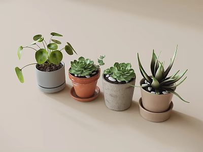 Various Potted Succulents And Leafy Plants In Different Colored Ceramic Pots On Light Beige Background 3d model
