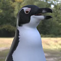 Flying Animal Penguin Standing On Green Grass In Natural Outdoor Setting