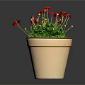 Blooming Red Flower Plant in Terracotta Pot with Green Leaves