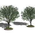 Two Green Arbor Trees With Brown Trunks Round Bases And Small Plants On Gray Background