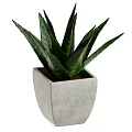 Indoor Decorative Aloe Vera Plant With Green Leaves And White Stripes In Square Gray Pot
