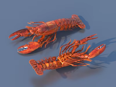 Whole Red Freshly Cooked Lobsters Displayed On Gray Background Close Up 3d model