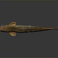 Spotted Freshwater Fish With Slender Body Whiskers And Gray Background Reflection