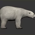 Realistic 3D Polar Bear Model With White Fur Standing Pose And Detailed Rendering 3d model