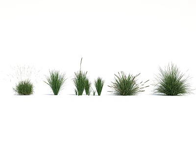 Different Types Of Green Decorative Grasses With Various Heights And Shapes 3d model