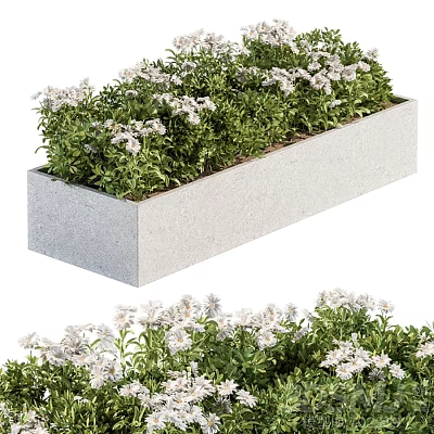 Potted Bonsai Plant in Stone Rectangular Planter with Green Foliage and White Flowers 3d model