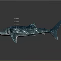 Whale Shark With Blue Body And White Spots Swimming With Small Fish On Its Back