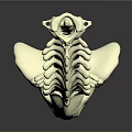 Human Spine Anatomical 3D Model With White Structure On Gray Background